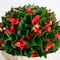 22in. UV Resistant Artificial Red Tip Photinia Christmas Ball in Classic Decorative Planter (Indoor/Outdoor)